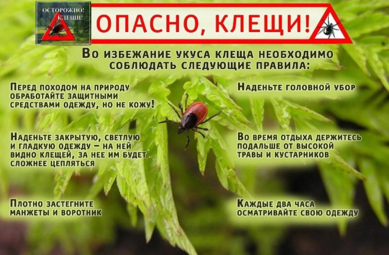 Осторожно - клещи! Осторожно - клещи!.